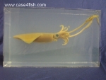 Foto Galerie/Cephalopoda/Loligo vulgaris_01_01_SS.jpg